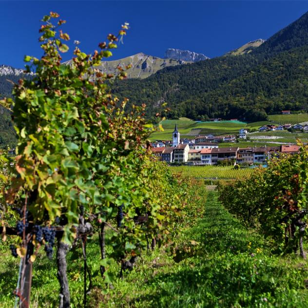 Sentier des vignes | Aigle-Yvorne