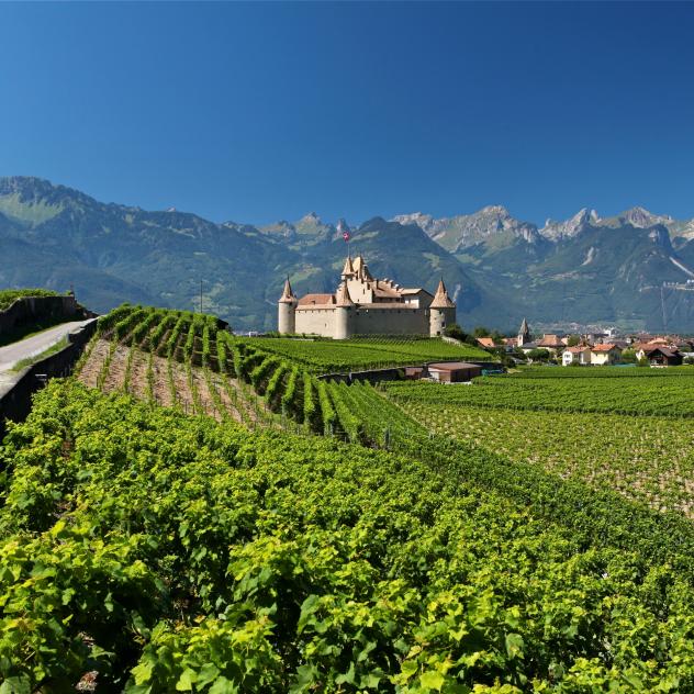 Sentier des vignes | Aigle-Ollon