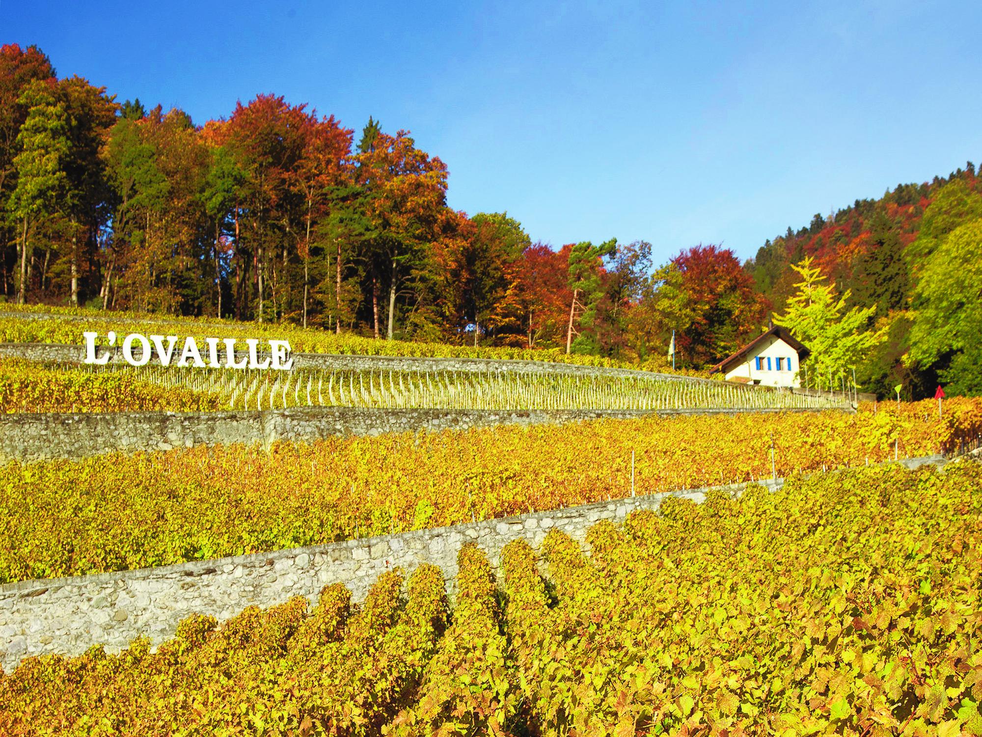 Domaine de l'Ovaille