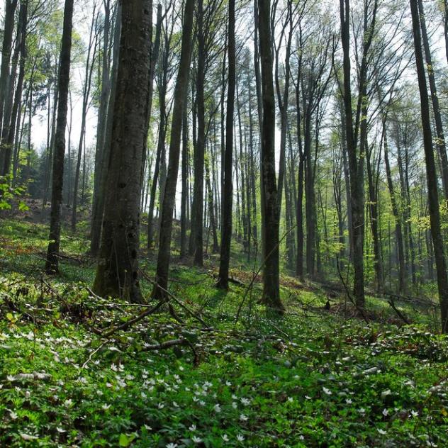 Forstbotanische Weg des Bois de Châtel