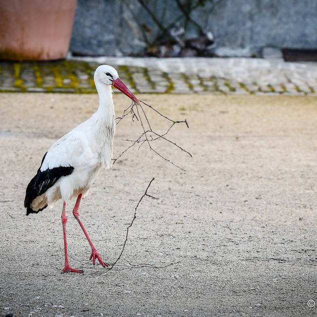 The life of the storks at the Swiss National Stud Farm