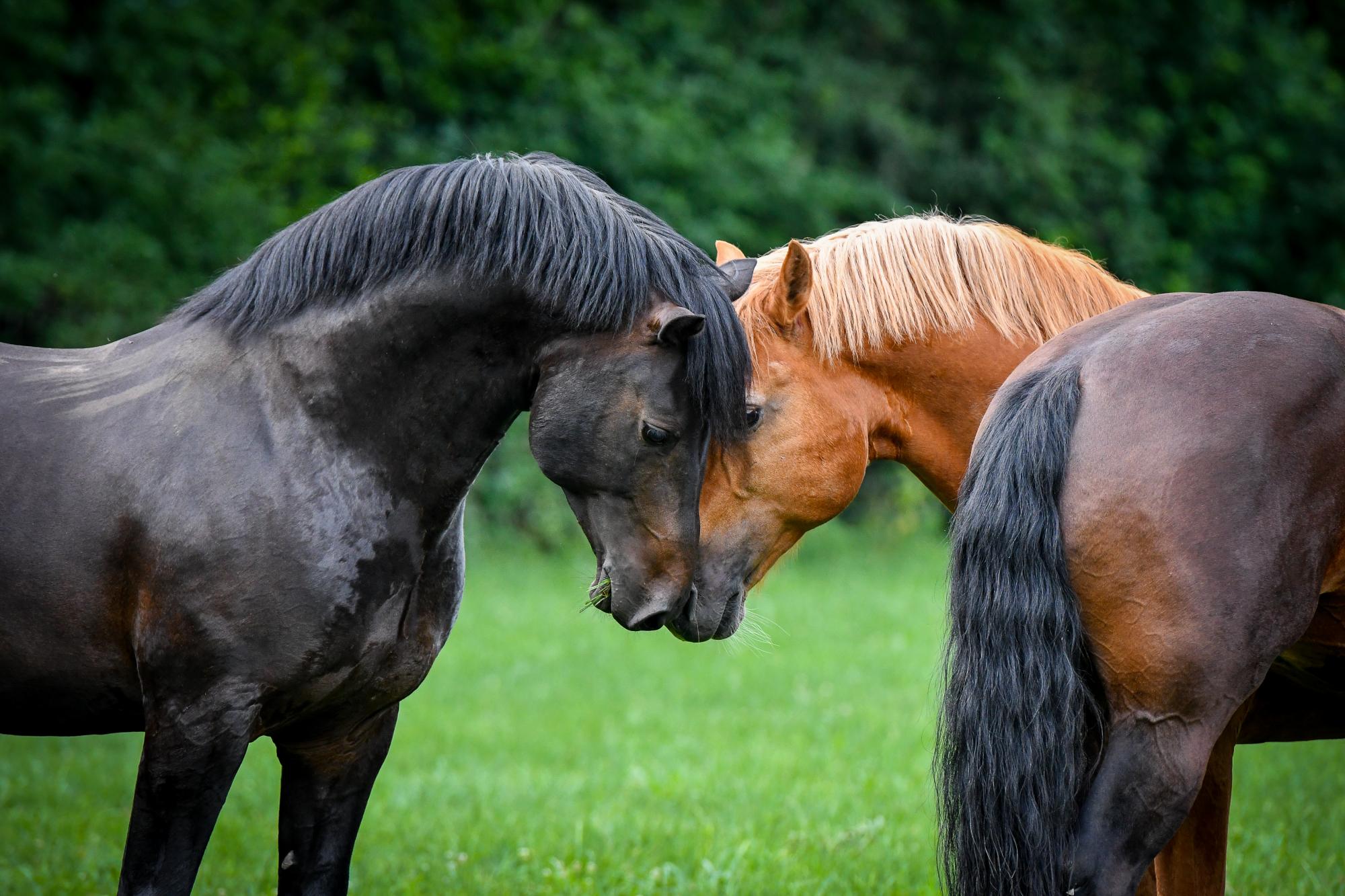 Swiss national Studfarm