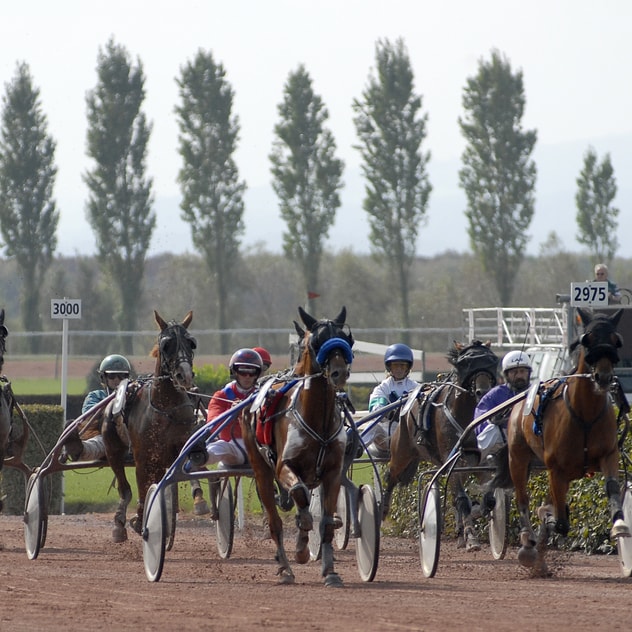 Races and horse shows at IENA | Avenches