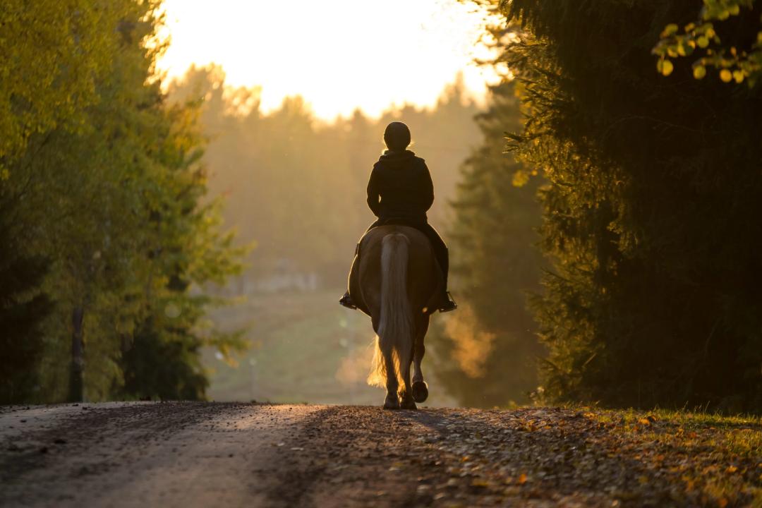 Institut Equestre National Avenches - IENA