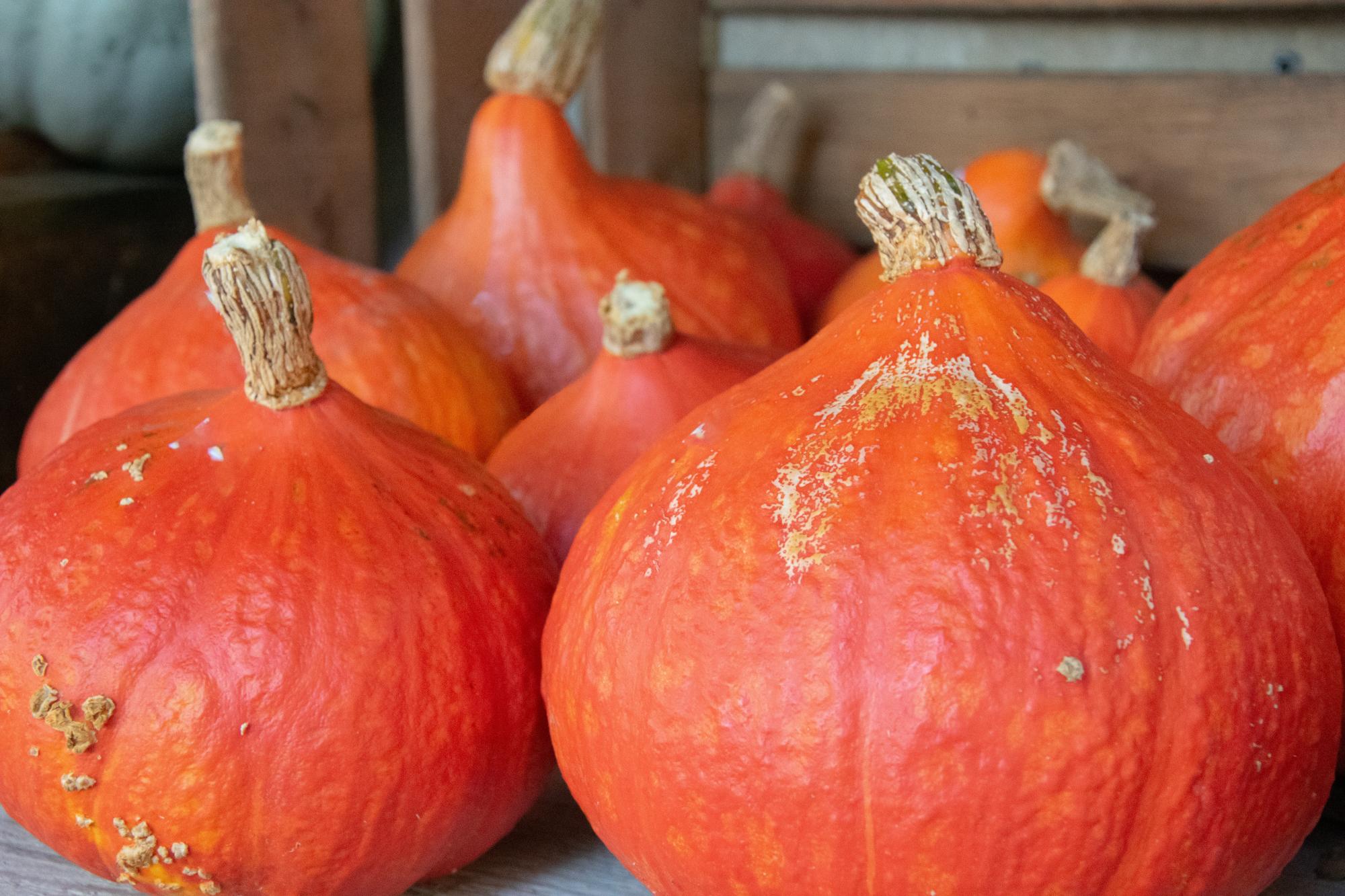 Automne courges