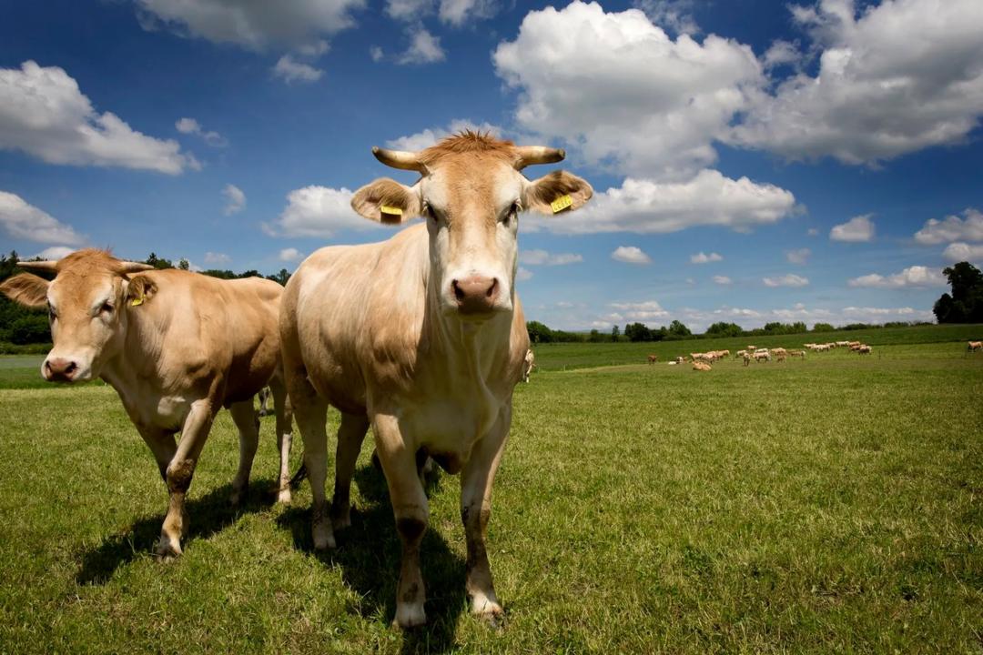 La Ferme Aebischer