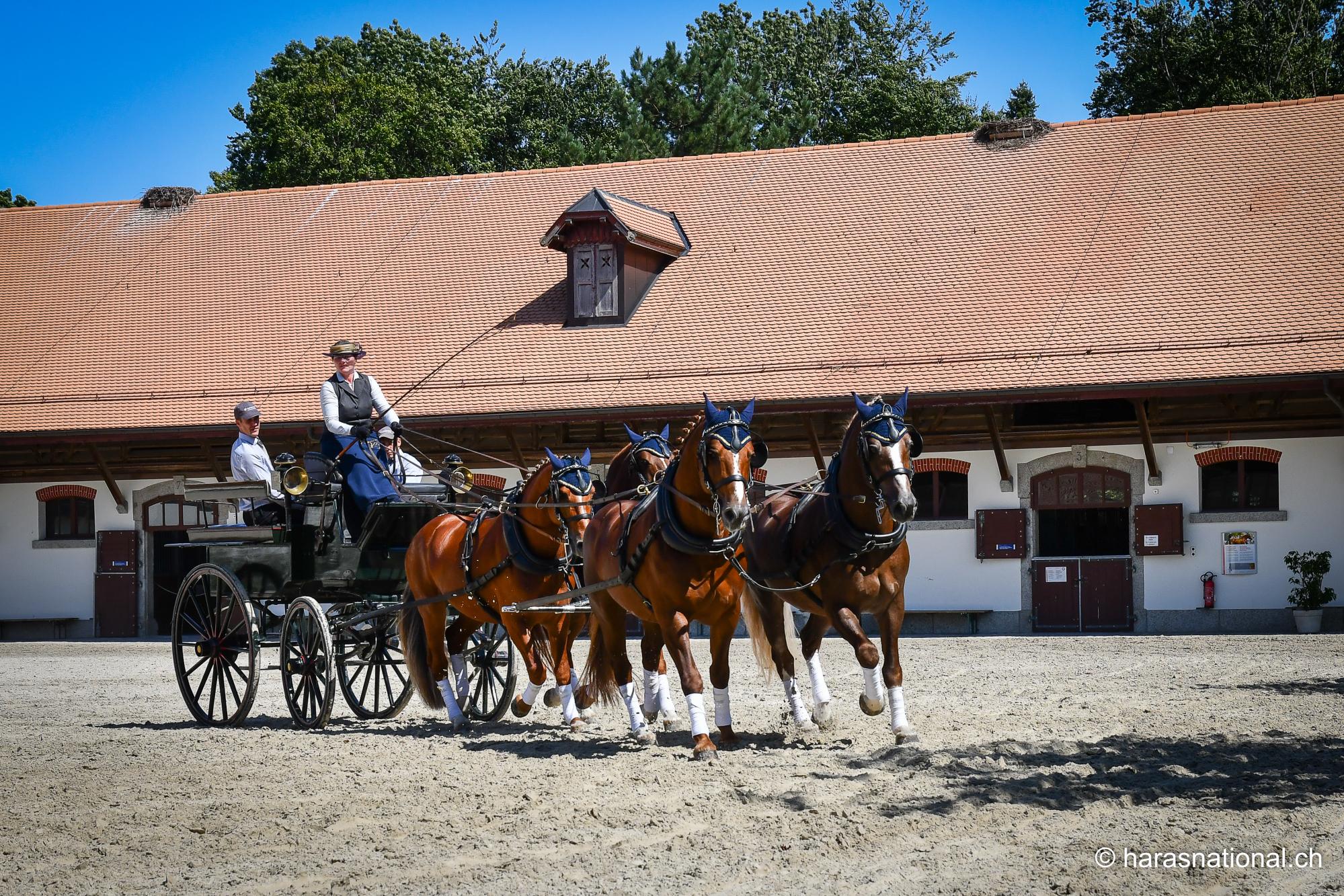 Open day at the Swiss National Stud Farm