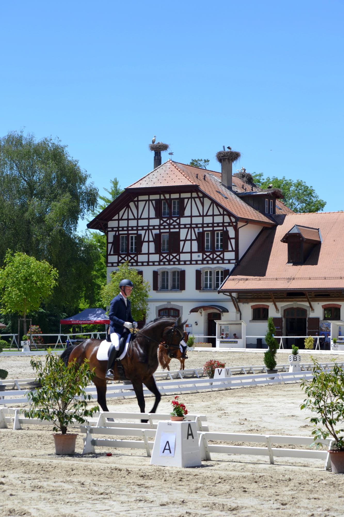 Concours de dressage