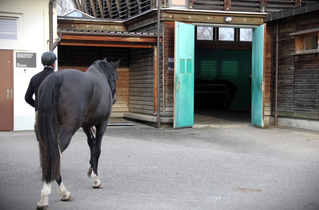 Hinter den Kulissen der Pferdeklinik von Avenches