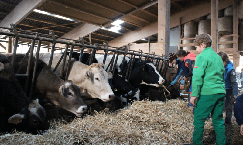 Visite à la ferme - hiver - Château-d'Œx - Pays-d'Enhaut Région