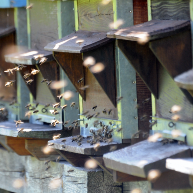 Société d'apiculture du Pays-d'Enhaut