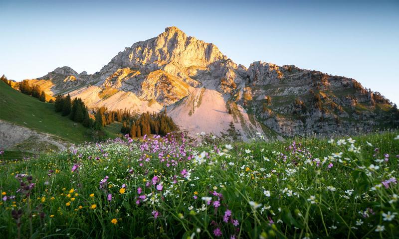 View of the Rubli from Ruble at sunrise - Summer - Videmanette - Dylan Nicolier