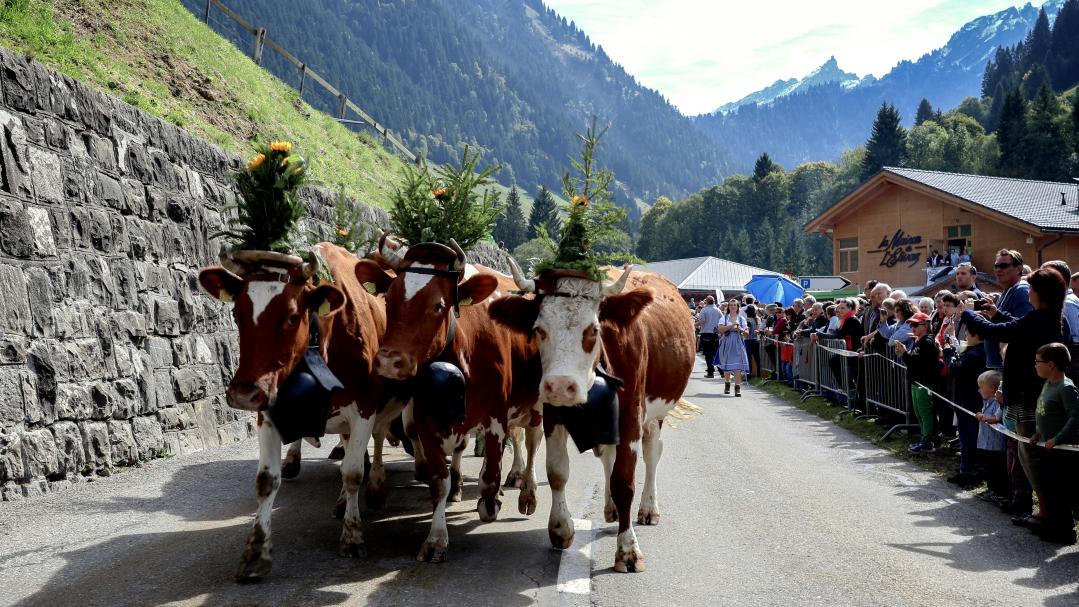 Alpabzug in L'Etivaz