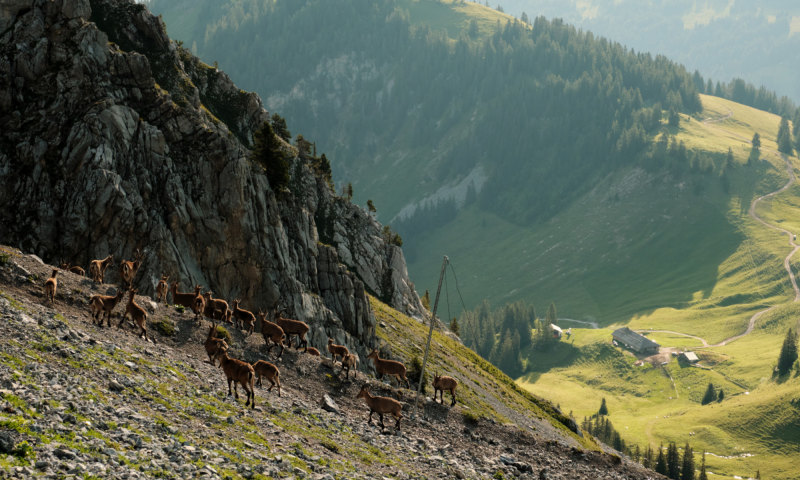 Tiere auf den Pfaden der Videmanette - Sommer - Rougemont - Visualps