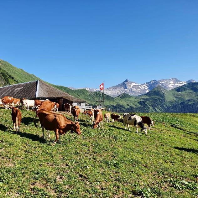 Au Pays de L'Etivaz