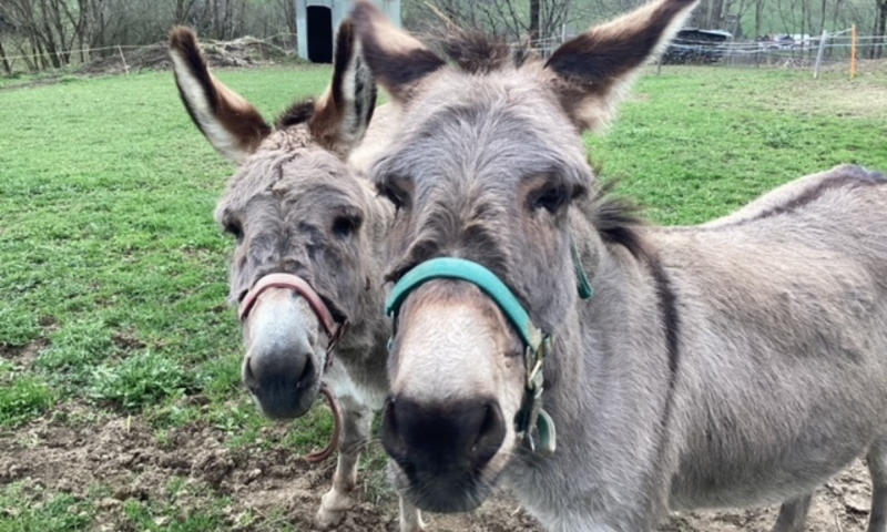 Animaux de la ferme Treilocrêt - été - Rossinière - Flavien Marmillod