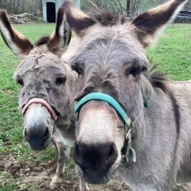 Discovery and Activities at Treilocrêt Farm