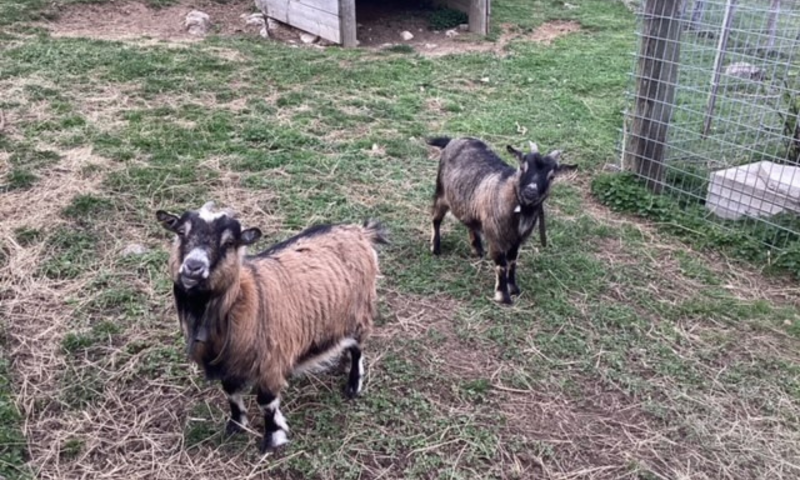 Animaux de la ferme Treilocrêt - été - Rossinière - Flavien Marmillod