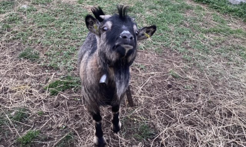 Animaux de la ferme Treilocrêt - été - Rossinière - Flavien Marmillod