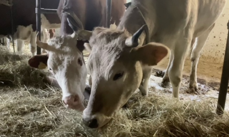 Animaux de la ferme Treilocrêt - été - Rossinière - Flavien Marmillod