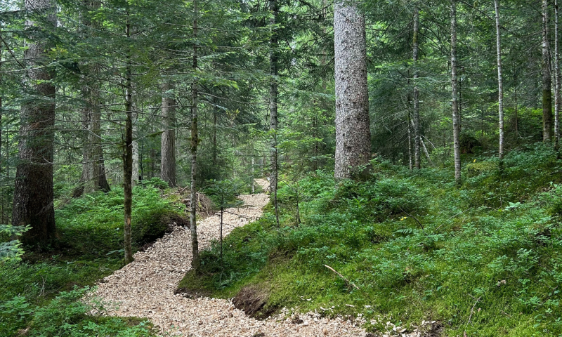 Sentier didactique de la forêt des Arses