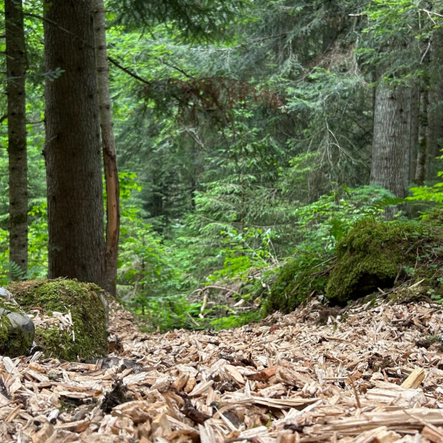 Didactic trail in the Arses forest