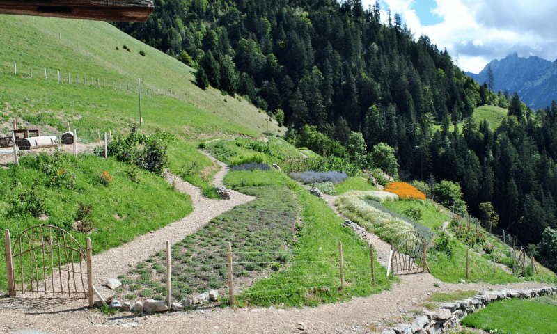 View of the Jardin des Monts with the flowers - summer - Rossinière - Jardin des Monts