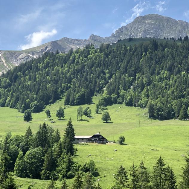 Ronde d'alpage à la Cluse