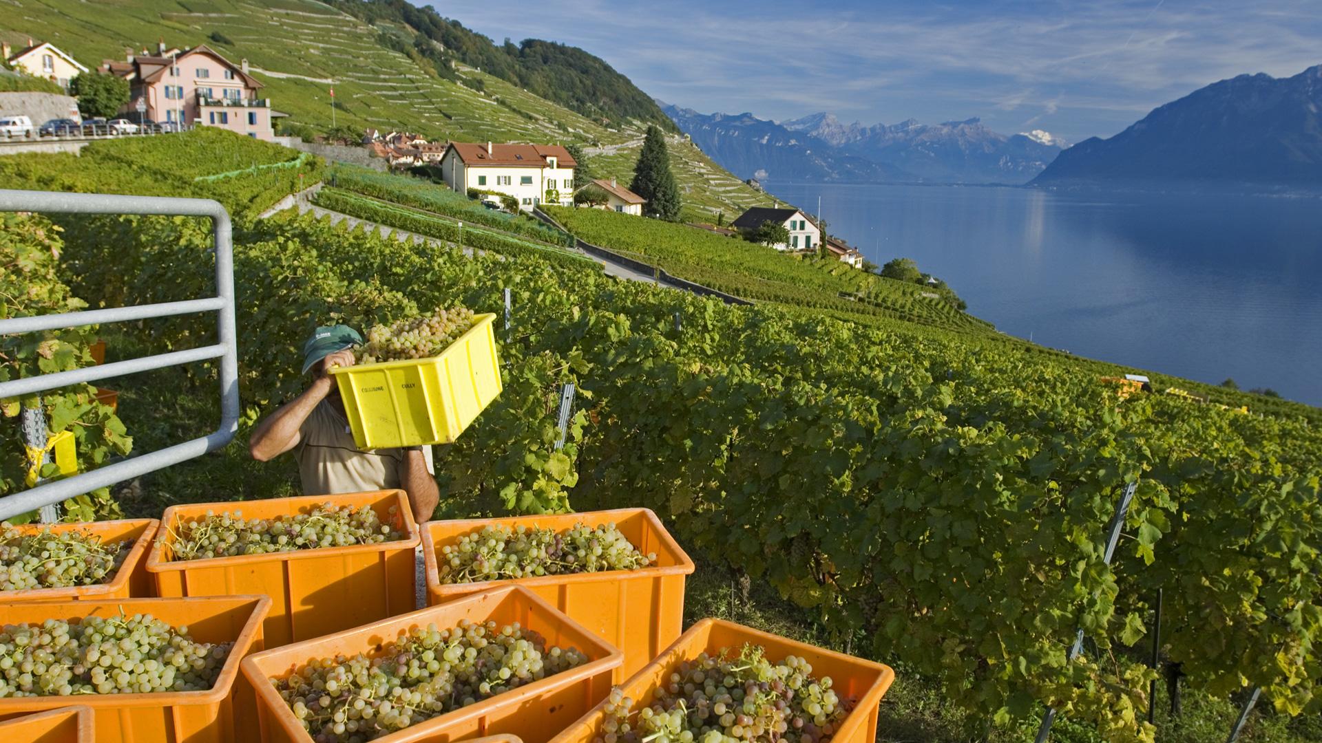 Vendanges Lavaux