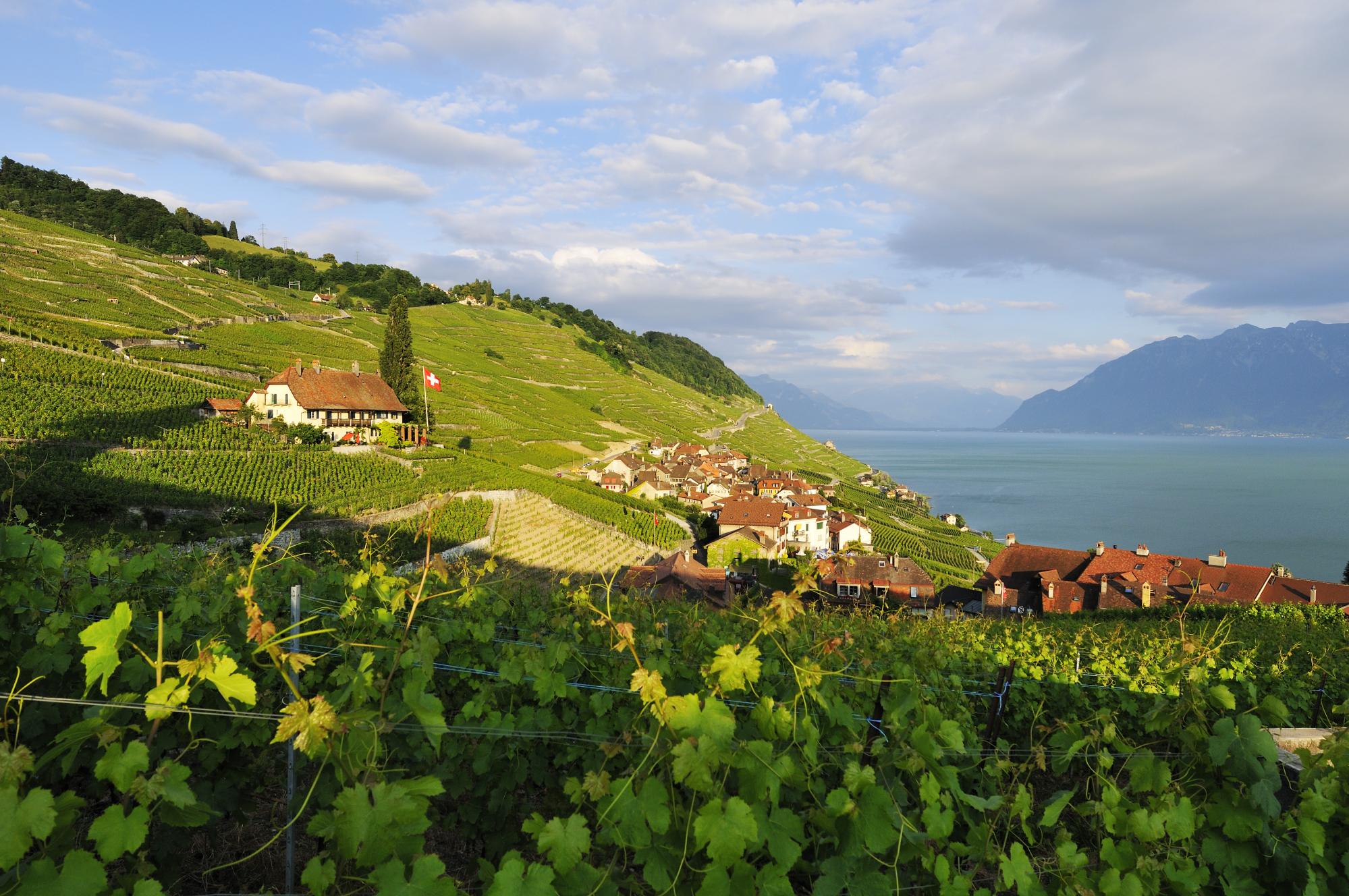 Lavaux AOC