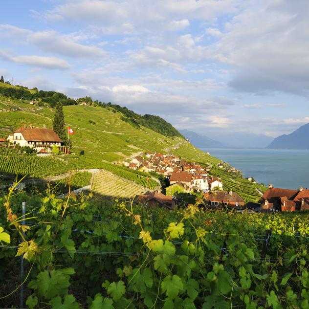 Lavaux AOC myvaud