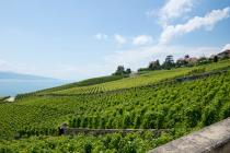 Vineyard walk through the terraces of Lavaux UNESCO
