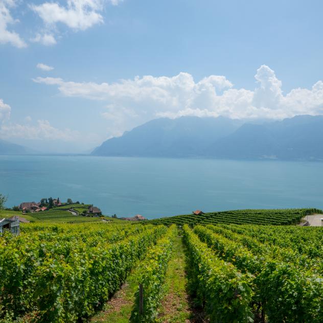 Wine growing and tourism in Lavaux