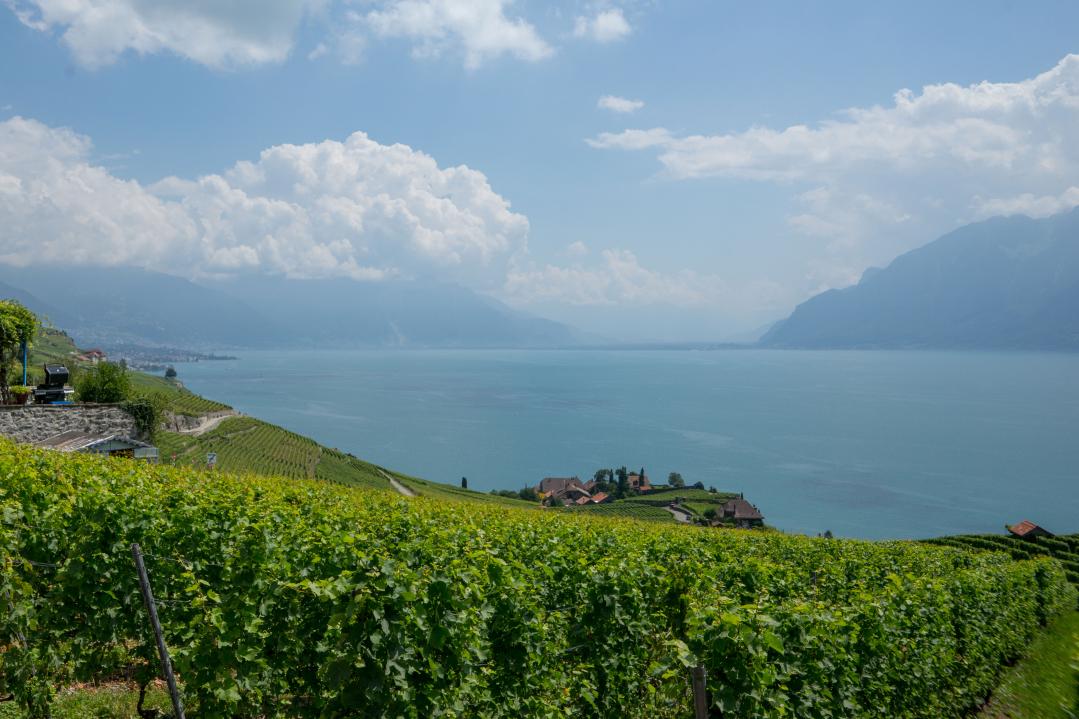 Lavaux
