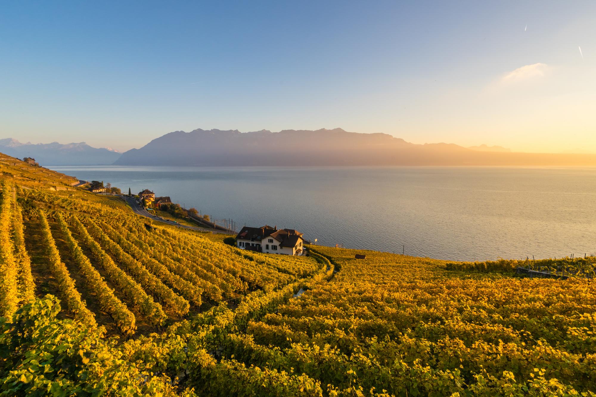 Lavaux - vignes