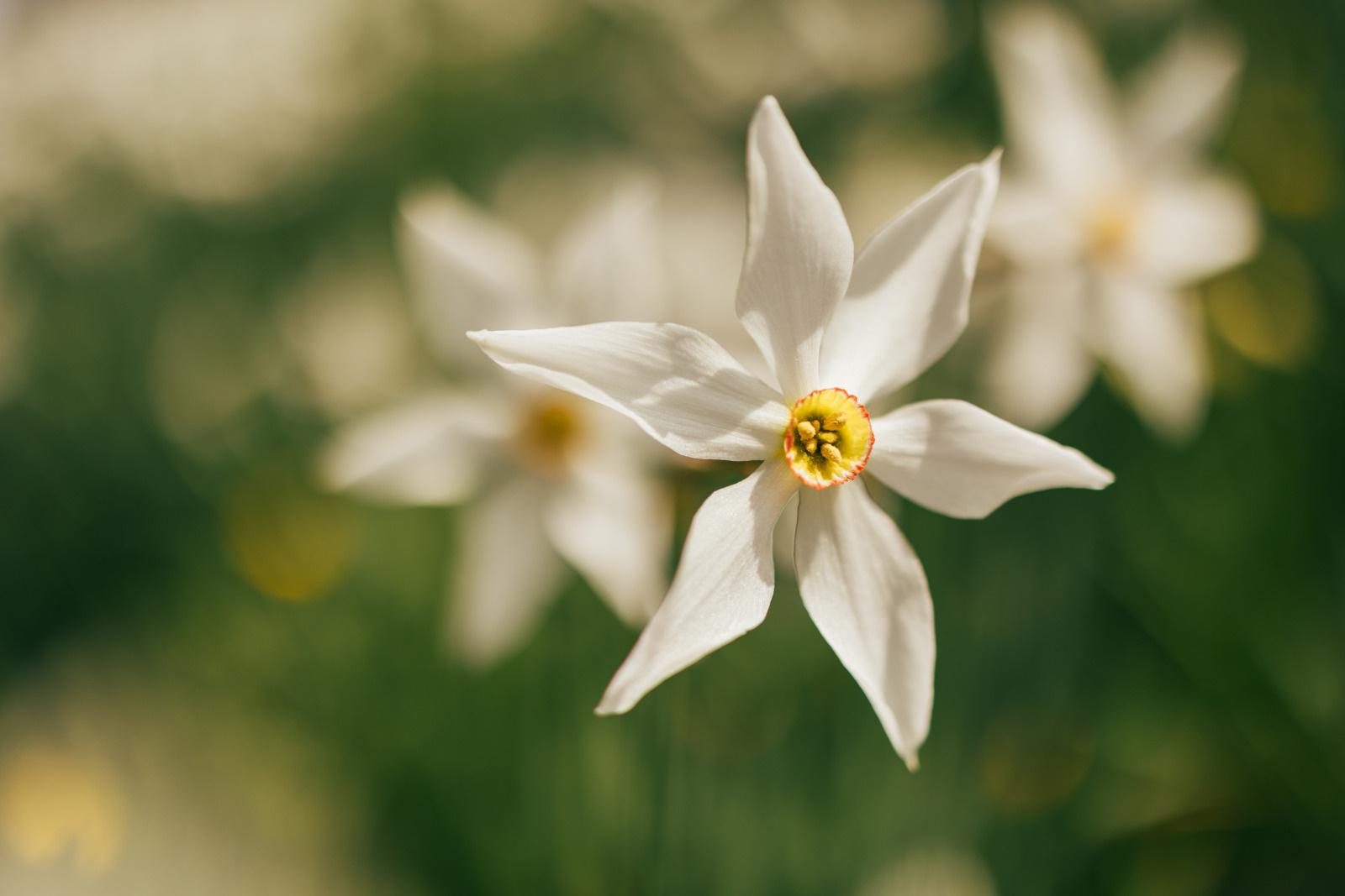 Spring - Montreux Riviera