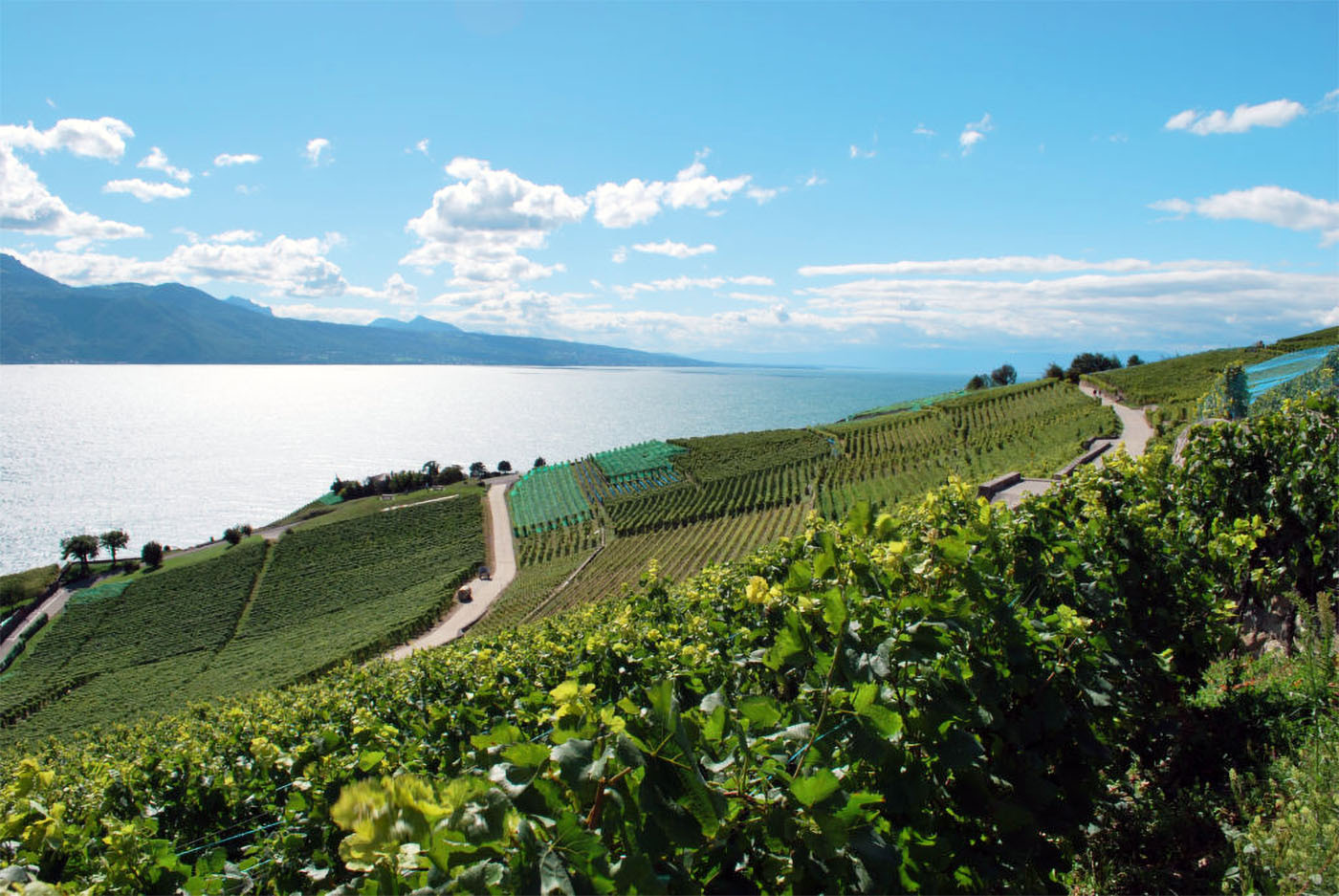 Christophe Chappuis Domain - Montreux Riviera