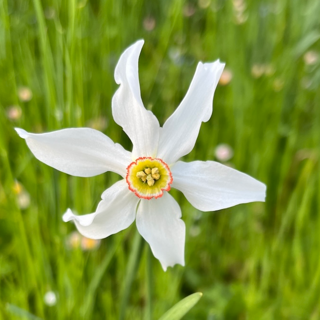 Narcissi in bloom - Montreux Riviera