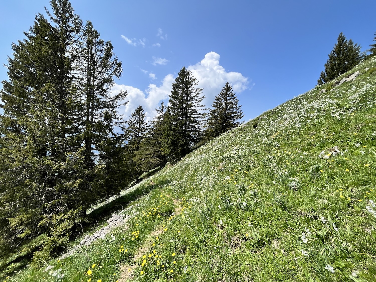 ミュージック Narcissusvivi Hiking - Narcissus, snow in May - Montreux Riviera