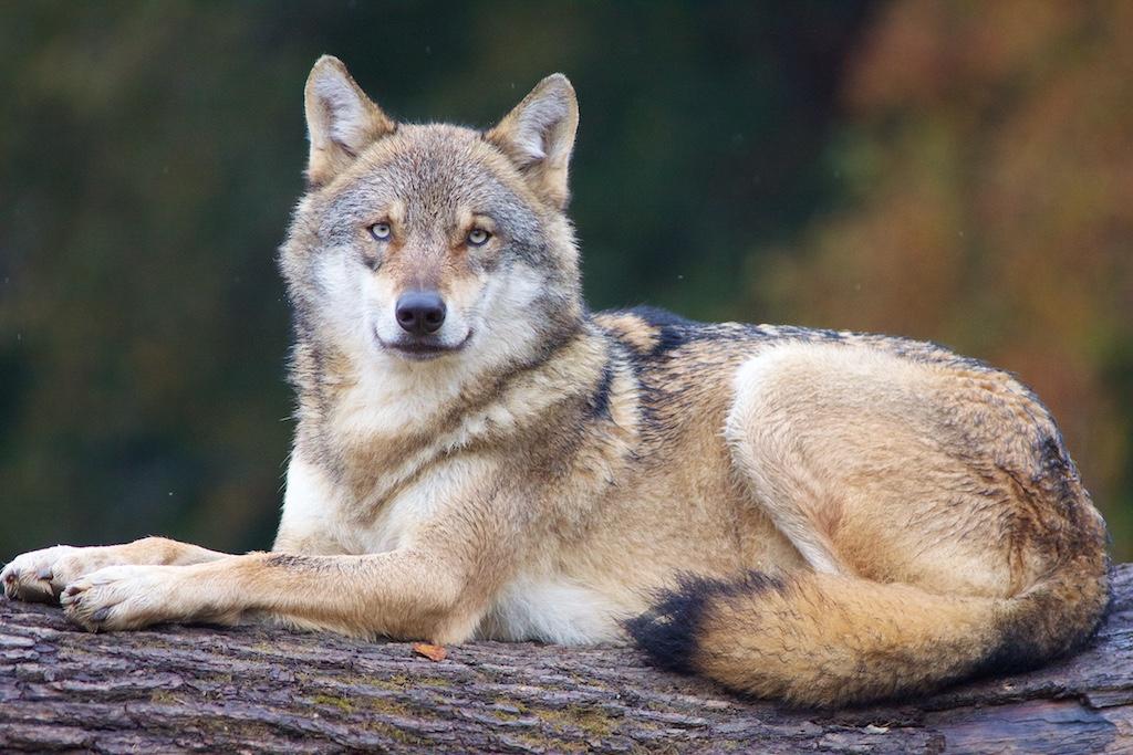 Parc Animalier La Garenne