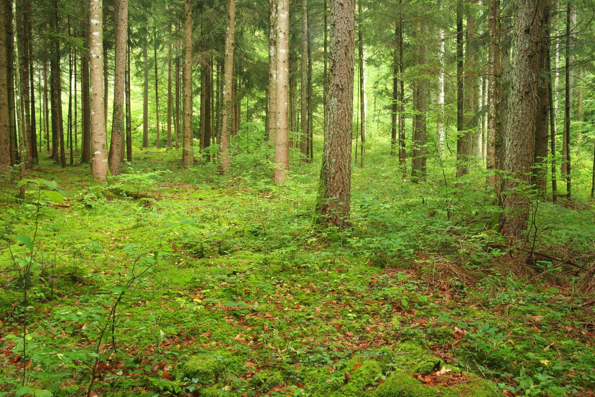 Forêt Jura Vaudois