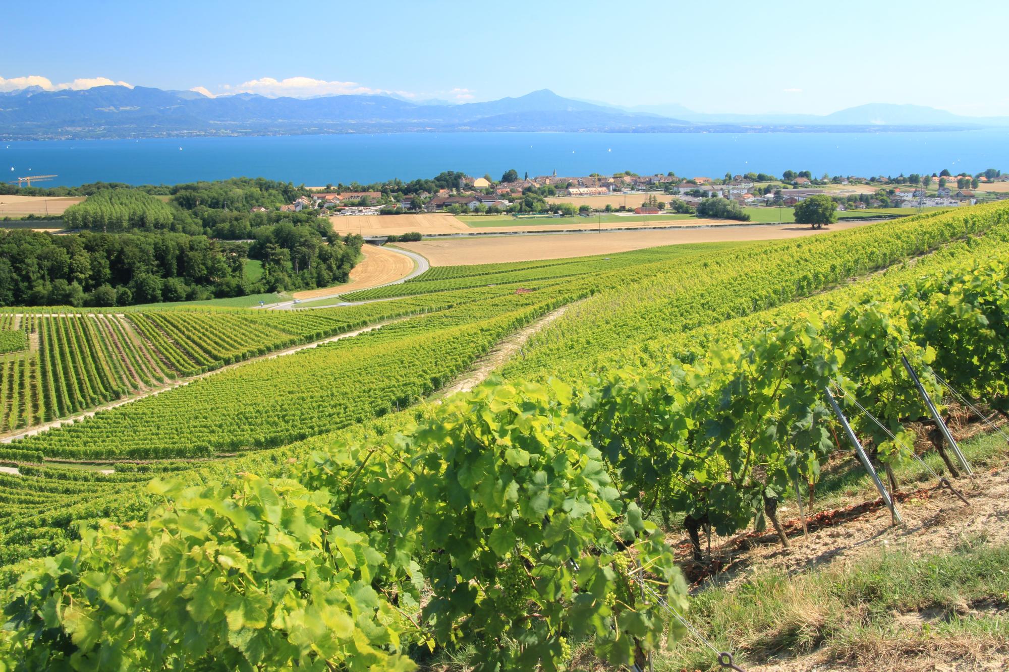 Vignoble de Féchy