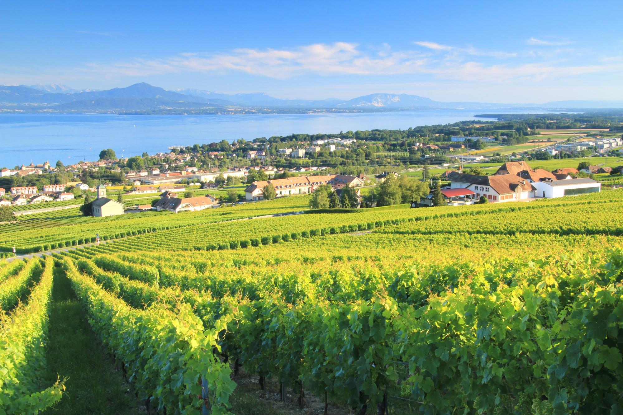 Vineyard Mont-sur-Rolle