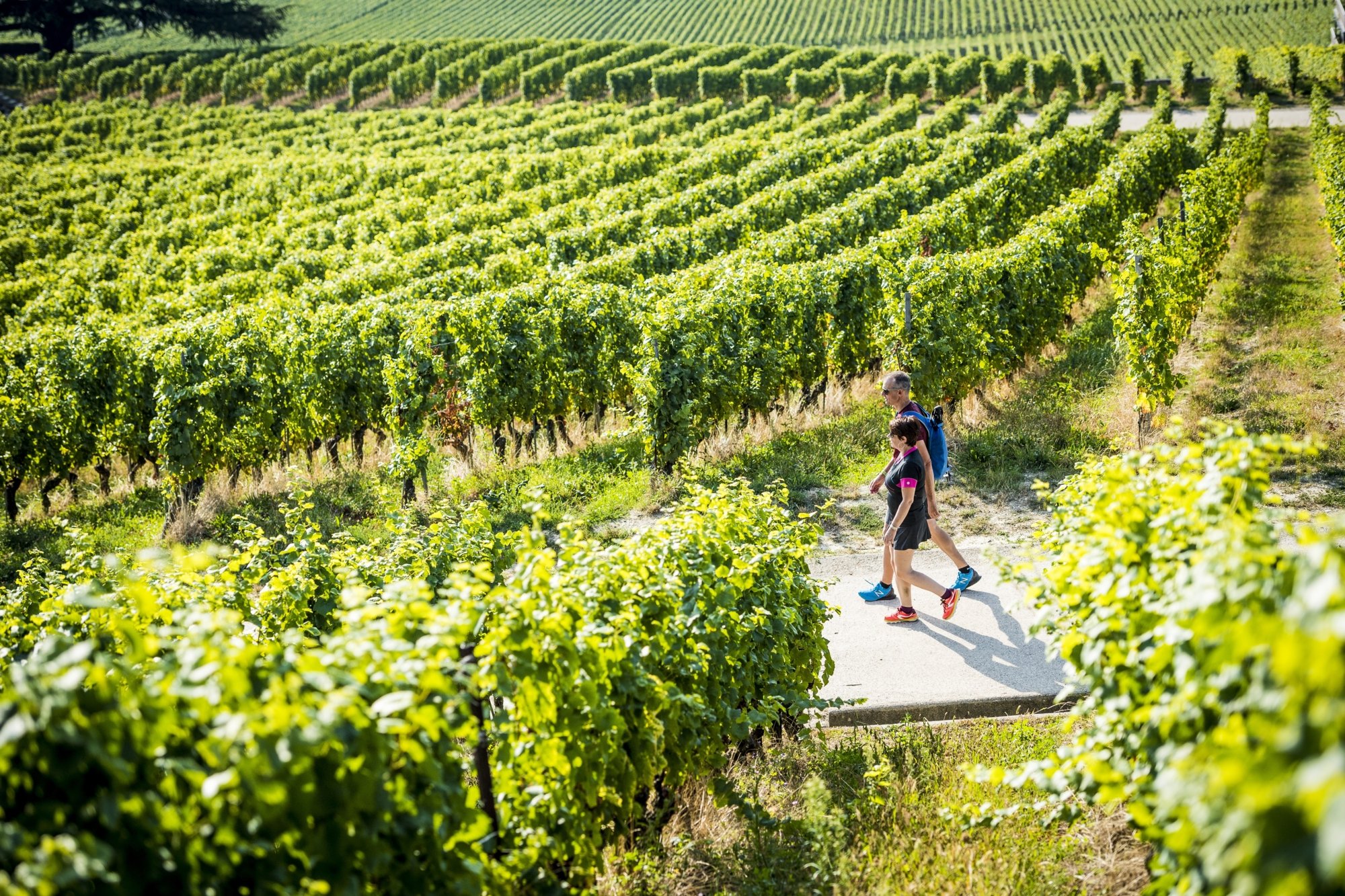 Vignoble_Benjamin Becker