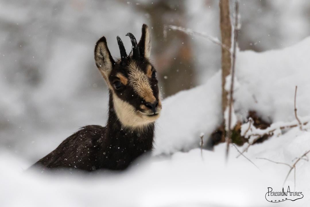 Décrypter les indices animaliers en hiver