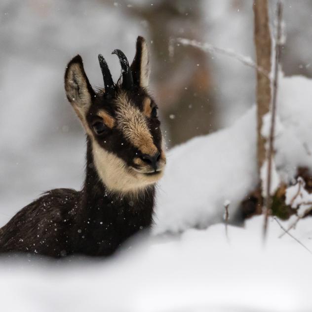 Deciphering animal signs in winter - La Givrine