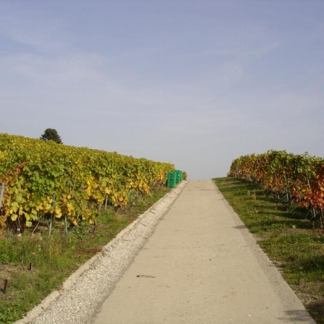 Vineyard de la Tuilière - Vinzel
