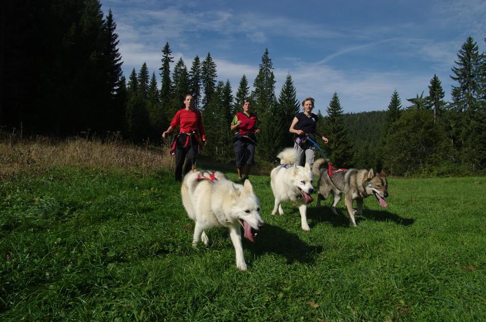 Sentier nordique - Sled dogs 