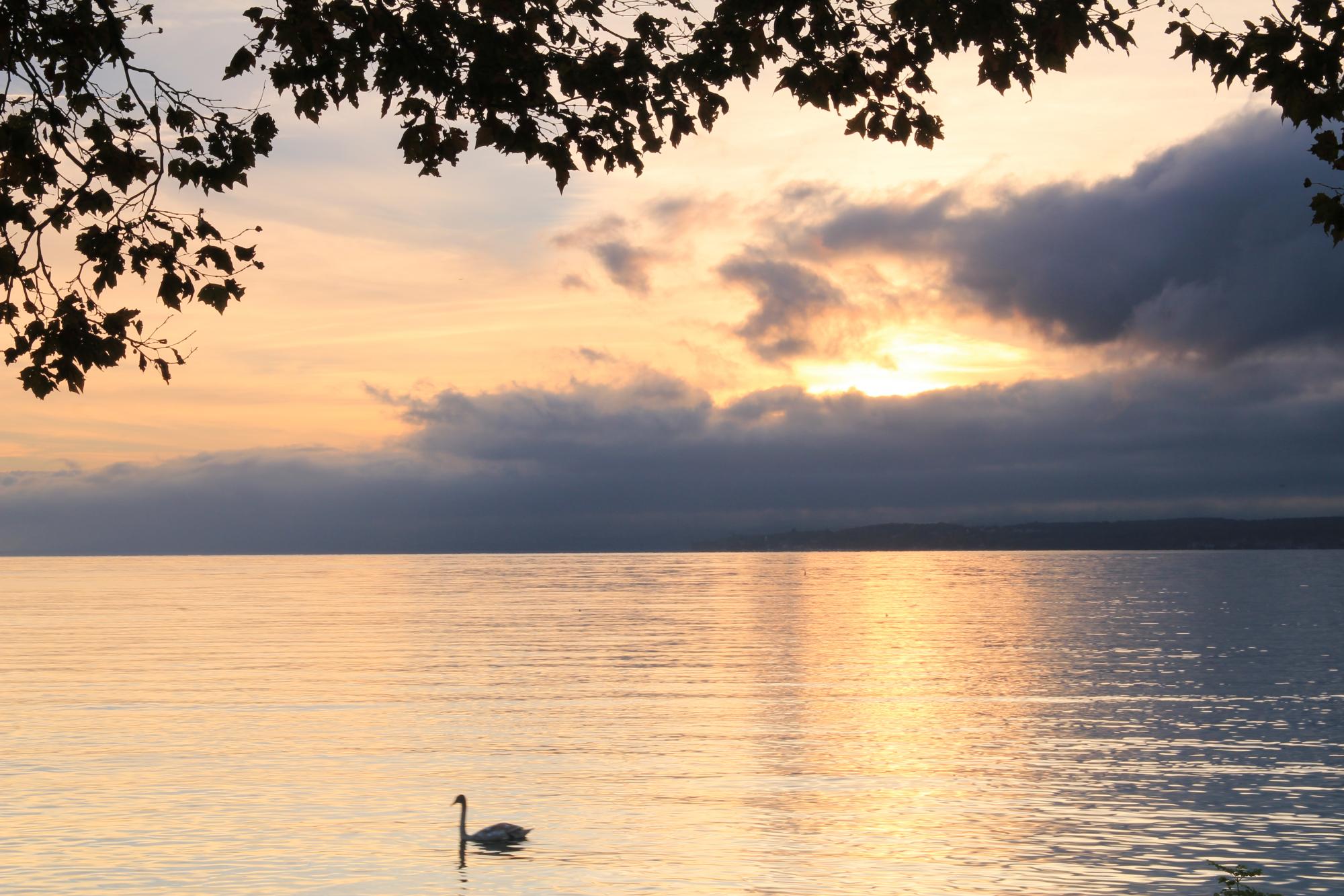 Léman