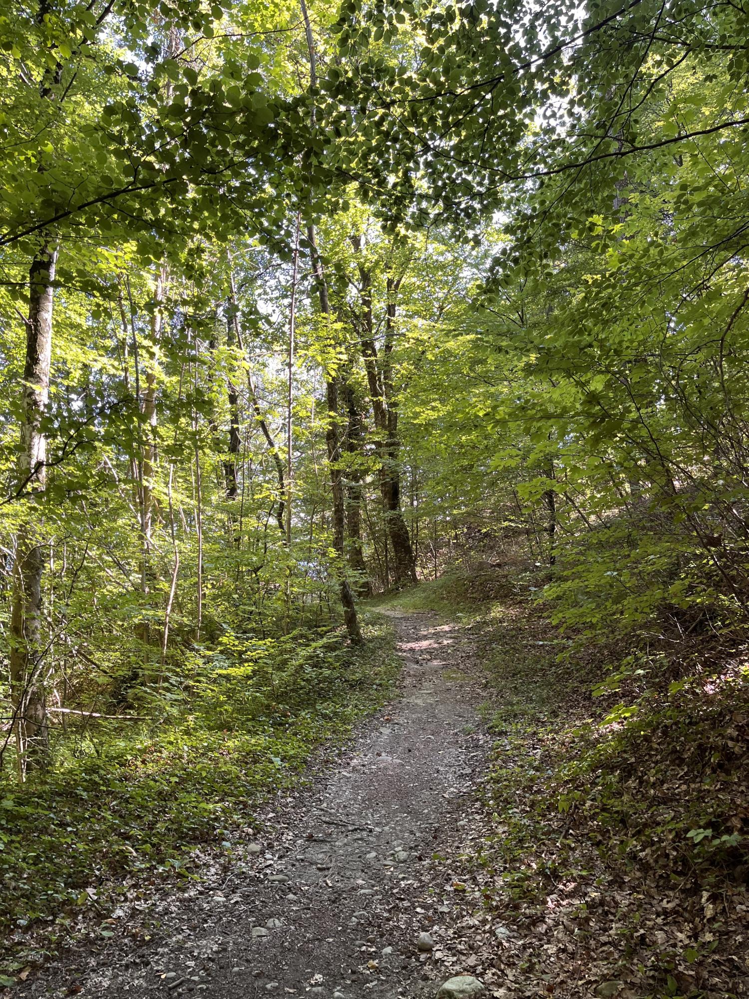 Sentier des Châtaignes